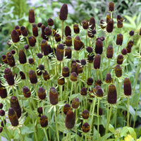 Zonnehoeds occidentale Green Wizard - Bakker