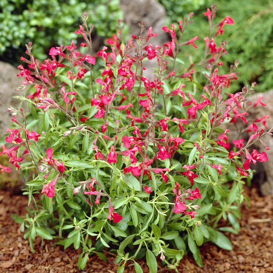 Siersalie Lipstick - Bakker