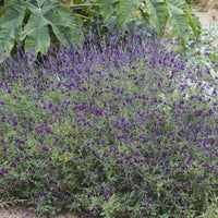 Verkoop Siersalie papillon de nuit - Salvia Nachtvlinder
