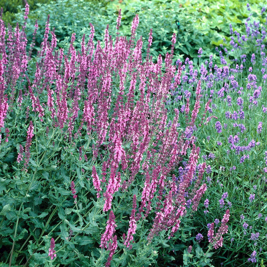 Bossalie 'Rose Queen' - Bakker