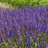 Salvia nemorosa Viola Klose - Siersalie Viola Klose - Salie