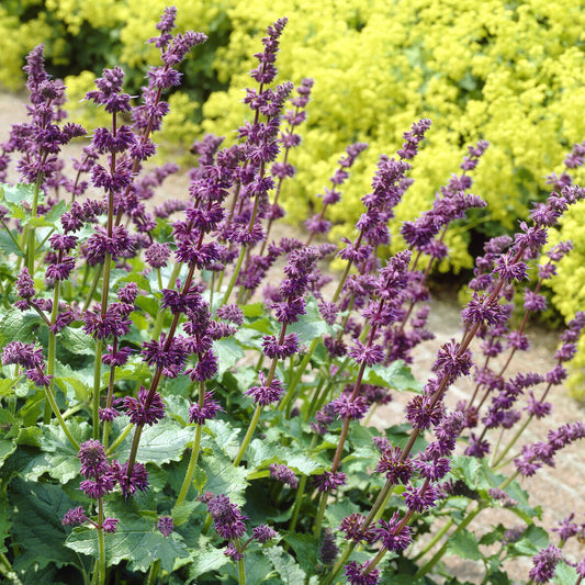 Siersalie verticillée Purple Rain