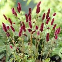 Pimpernel - Bakker
