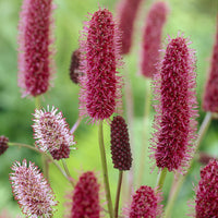 Sanguisorba menziesii - Pimpernel - Bloeiende vaste planten