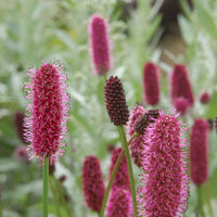 Pimpernel - Sanguisorba menziesii - Bakker