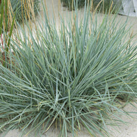 Siergrassen - Strandhaver Blue Dune - Leymus arenarius Blue Dune
