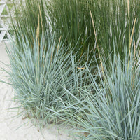Strandhaver Blue Dune - Leymus arenarius Blue Dune - Bakker