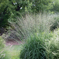 Molinia arundinacea Skyracer - Pijpenstrootje Skyracer - Pijpenstrootje