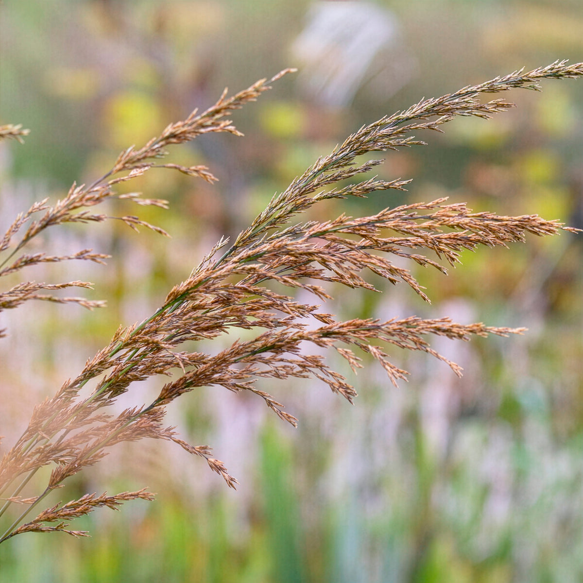 Pijpenstrootje - Pijpenstrootje Skyracer - Molinia arundinacea Skyracer