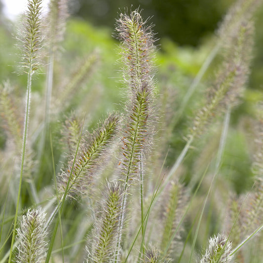 Lampenpoetsersgras 'Herbstzauber' - Bakker