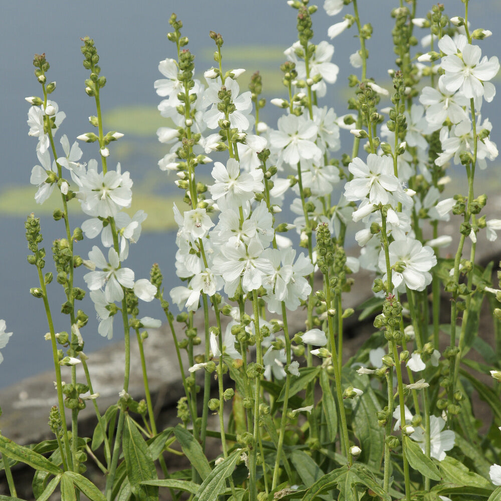 Sidalcea candida - Griekse malva - Vaste planten