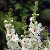 Griekse malva - Sidalcea candida - Bakker