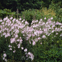 Griekse malva Elsie Heugh - Sidalcea Elsie Heugh - Bakker