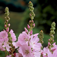 Vaste planten - Griekse malva Elsie Heugh - Sidalcea Elsie Heugh