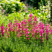 Griekse malva Brilliant - Sidalcea oregana Brilliant - Bakker