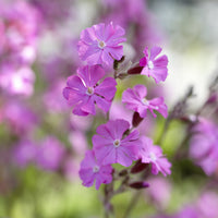 - Lijmkruid - Silene dioica