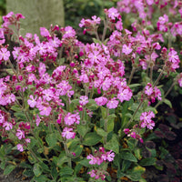 Silene dioica - Lijmkruid - 