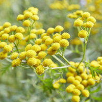 Tanacetum vulgare - Boerenwormkruid (x3) - Vaste planten
