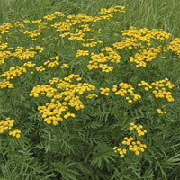Vaste planten - Boerenwormkruid (x3) - Tanacetum vulgare