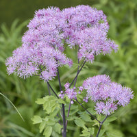 Akeleiruit - Thalictrum aquilegifolium - Bakker