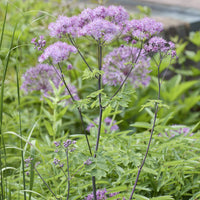 Thalictrum aquilegifolium - Akeleiruit - Bloeiende vaste planten
