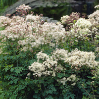 Ruit Delavay Album - Thalictrum delavayi Album - Bakker