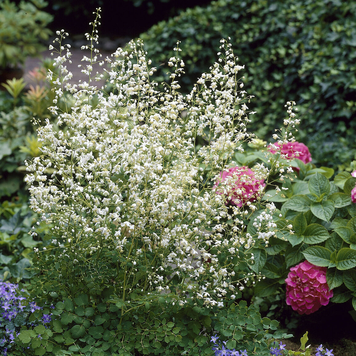 Thalictrum delavayi Album - Ruit Delavay Album - Vaste planten