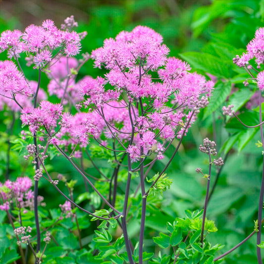 Ruit Black Stockings - Bakker