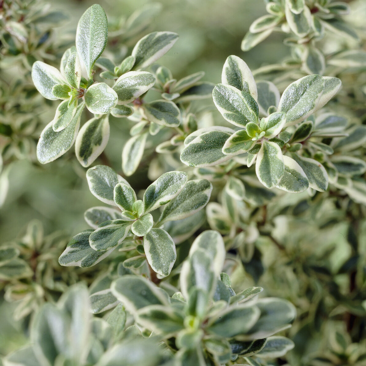 Thijm Silver Queen - Thymus citriodorus Silver Queen - Bakker