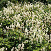Perzische muts Wherryi - Tiarella wherryi - Bakker