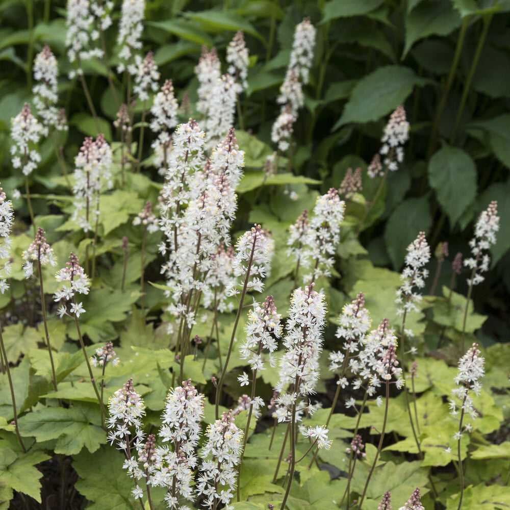 Tiarella wherryi - Perzische muts Wherryi - Vaste planten