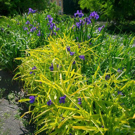 Vaderplant 'Sweet Kate' - Bakker