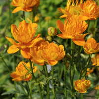 Kogelboterbloem Golden Queen - Trollius chinensis Golden Queen - Bakker