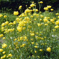Trollius europaeus - Kogelboterbloem Europe - Vaste planten
