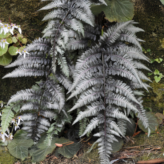 Wijfjesvaren Pewter Lace - Bakker