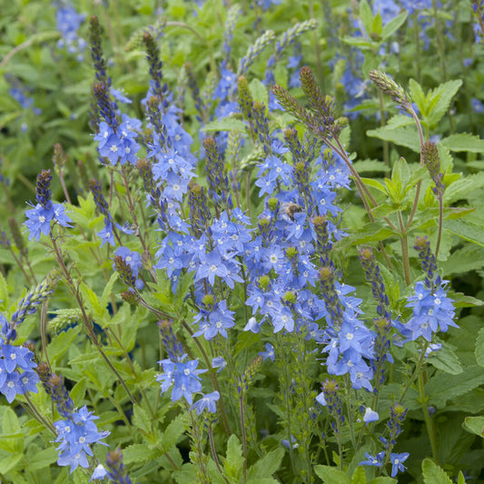 Brede ereprijs Royal Blue