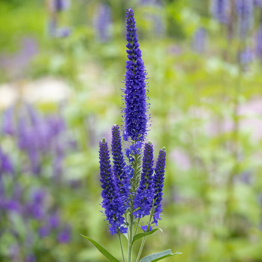 Ereprijs Marietta - Bakker
