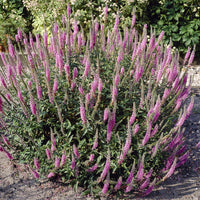 Veronica spicata Pink Damask - Ereprijss Pink Damask (x3) - Veronica