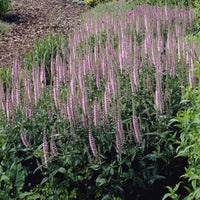 Ereprijss Pink Damask (x3) - Bakker