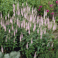 Ereprijss Pink Damask (x3) - Veronica spicata Pink Damask - Bakker