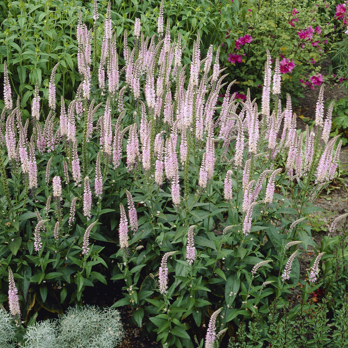 Ereprijs Pink Damask - Veronica spicata Pink Damask - Bakker