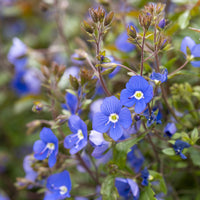 Vaste planten - Ereprijs Georgia Blue - Veronica umbrosa Georgia Blue