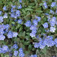Veronica umbrosa Georgia Blue - Ereprijs Georgia Blue - Vaste planten