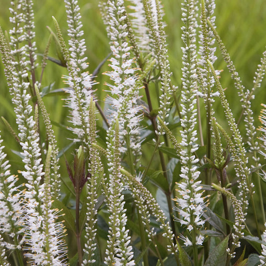 Scrophulariaceae blanche - Bakker