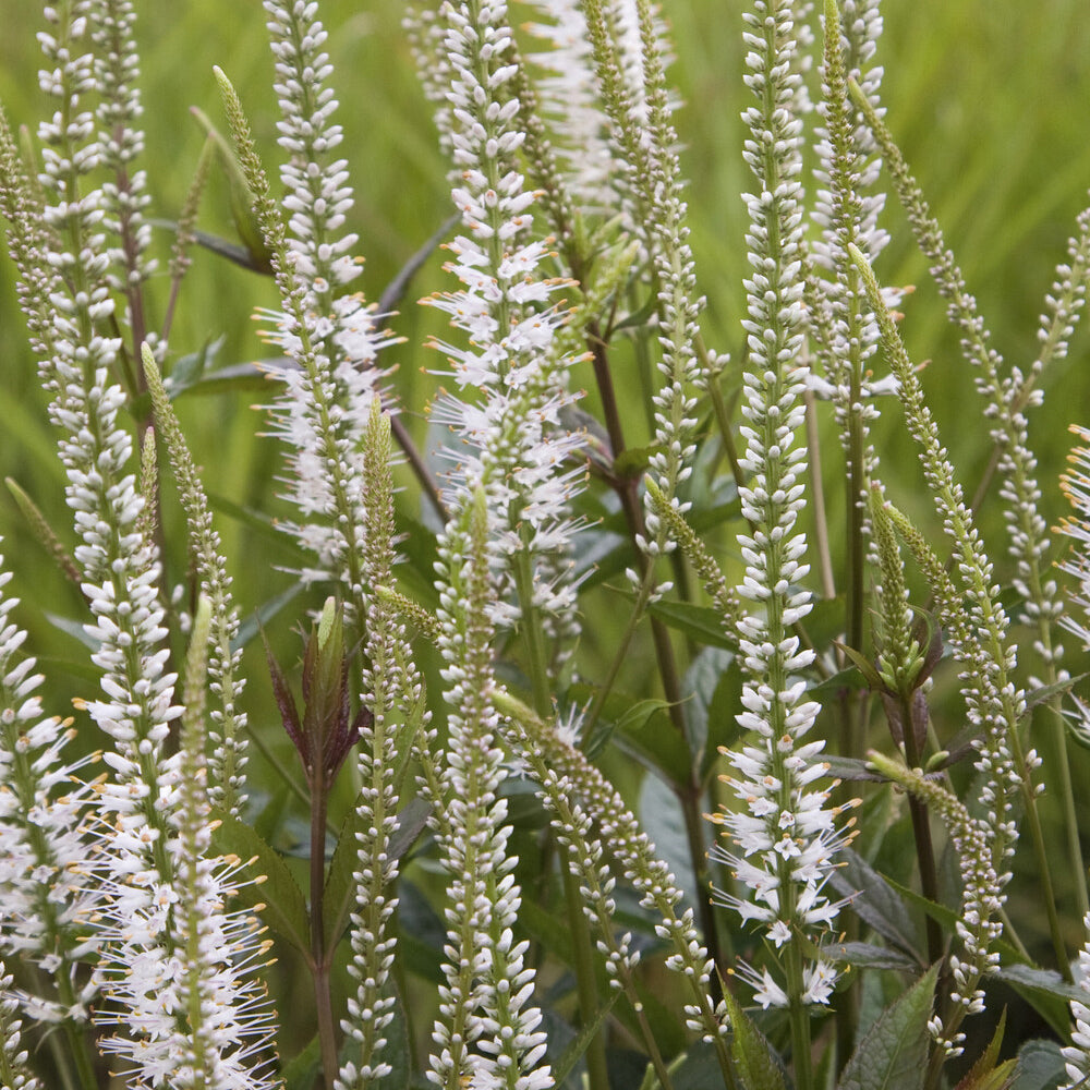 Scrophulariaceae blanche - Bakker