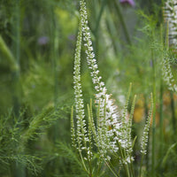 Scrophulariaceae blanche - Veronicastrum virginicum Album - Bakker