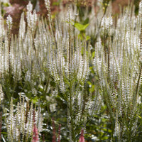 Scrophulariaceae Diana - Veronicastrum virginicum Diana - Bakker