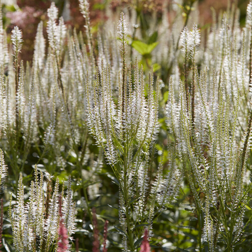 Scrophulariaceae Diana - Veronicastrum virginicum Diana - Bakker
