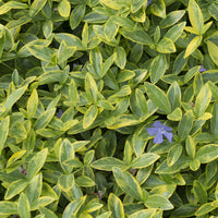 Maagdenpalm Aureovariegata (x3) - Vinca minor Aureovariegata - Bakker