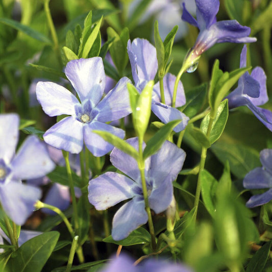 Kleine maagdenpalm 'La Grave' - Bakker